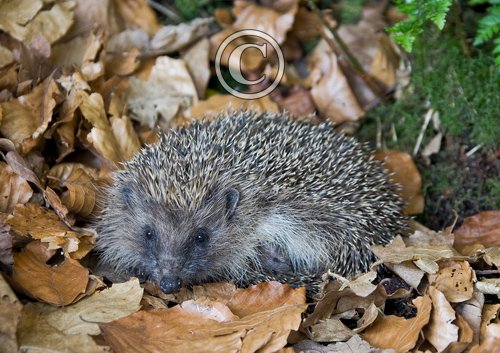 Hedgehog 3 DM0362
